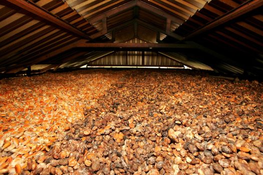porto seguro, bahia / brazil - october 15, 2010: processing of cupuacu almonds in industry in the city of Porto Seguro.