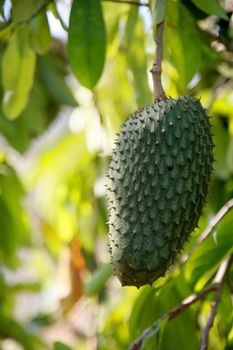 soursop plantation in the countryside in the rural area of Mata de Sao Joao (mata de sao joao, bahia / brazil - october 11, 2020).