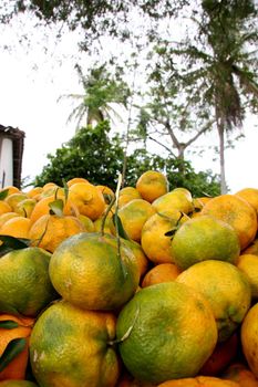 santo antonio de jesus, bahia / brazil - november 20, 2007: tangerine harvest in the city of Santo Antonio de Jesus.