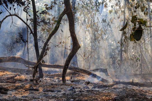 After rain forest fire disaster is burning caused by humans