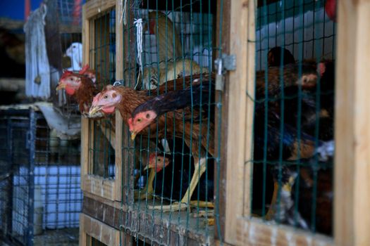 salvador, bahia, brazil - february 17, 2021: free-range chickens or backyard chicken are seen for sale at Feira de Sao Joaquim in the city of Salvador.