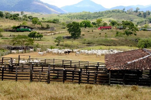 pau brasil, bahia / brazil - april 17, 2012: cattle corral is seen on a farm in the rural area of the city of Pau Brasil, in southern Bahia.