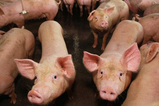 itabuna, bahia / brazil - june 15, 2012: Pig breeding farm in the city of Itabuna.