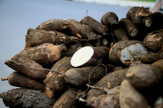 salvador, bahia / brazil - july 10, 2020: cassava are seen for sale in the city of Salvador.