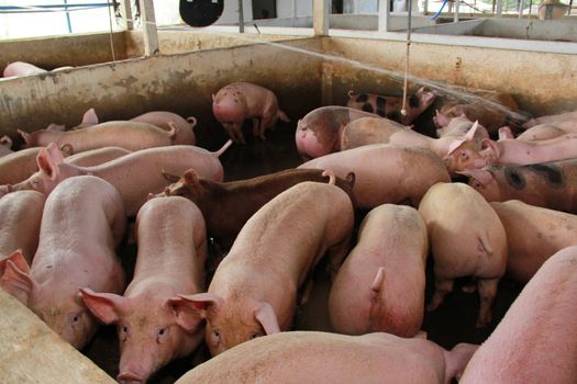 itabuna, bahia / brazil - june 15, 2012: Pig breeding farm in the city of Itabuna.