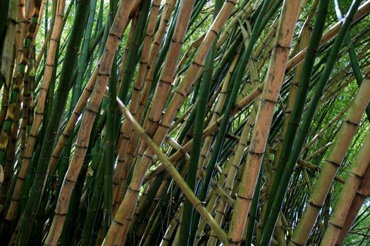 salvador, bahia, brazil - january 18, 2021: bamboo plantation on the way to the international Aeropoto de Salvador.