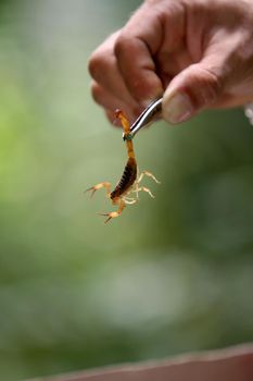 itabuna, bahia / brazil - june 16, 2011: man holds the scorpion insect in the neighborhood of Jacana in the city of Itabuna.