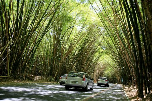 salvador, bahia, brazil - january 18, 2021: vehicle transits through bamboo plantation on the way to the international aeropoto of Salvador.