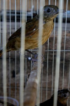 eunapolis, bahia / brazil - february 18, 2008: wild birds seized by Ibama are seen during treatment in the city of Eunapolis.