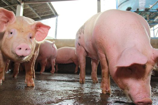 itabuna, bahia / brazil - june 15, 2012: Pig breeding farm in the city of Itabuna.