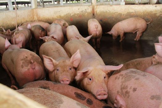 itabuna, bahia / brazil - june 15, 2012: Pig breeding farm in the city of Itabuna.