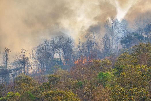 Rain forest fire disaster is burning caused by humans