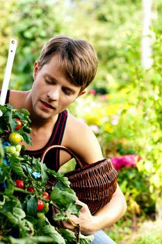 Gardening Man harvesting and eating tomatoes in their domestic garden on a sunny day