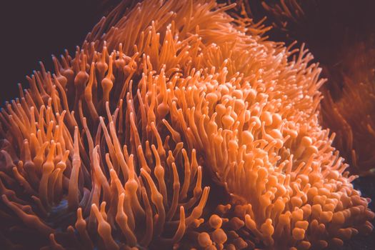 Sea anemone close-up view in ocean. Heteractis magnifica
