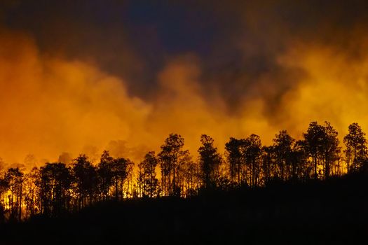 Rain forest fire disaster is burning caused by humans