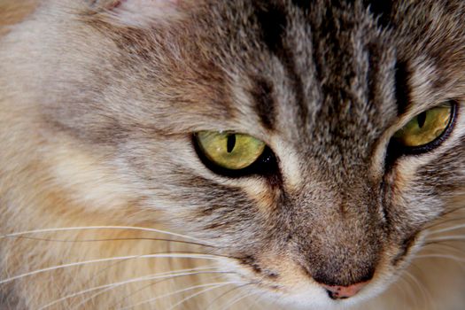 salvador, bahia / brazil - november 2, 2013: cat, pet is seen in residence in the city of Salvador.