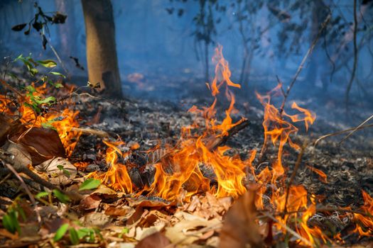 Rain forest fire disaster is burning caused by humans