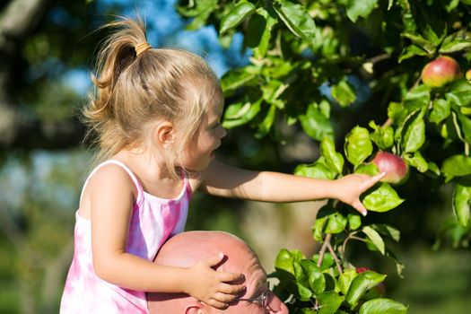 A little girl sitting on daddy’s shoulders, pointing at an apple in the tree