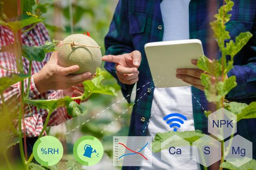 Smart farm, Farmer using tablet computer control agricultural system in green house brfore harvest.