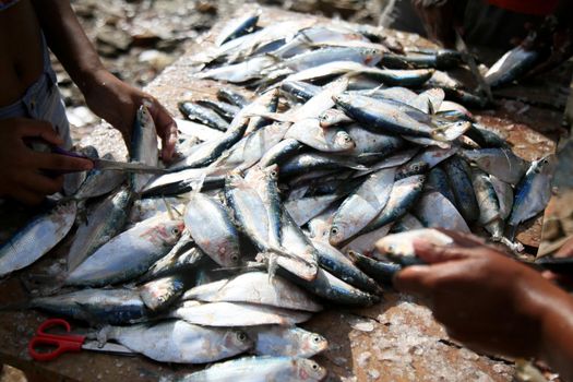 salvador, bahia, brazil - february 12, 2021: sardine fish to be seen in Porto das Sardinhas, in the region of Sao Joao do Cabrito, in Salvador. fish commercialization works on site.