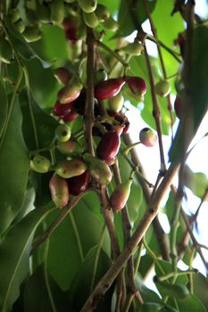 salvador, bahia, brazil - january 18, 2021: fruit of jamelao - Syzygium cumini, is seen in the city of Salvador.