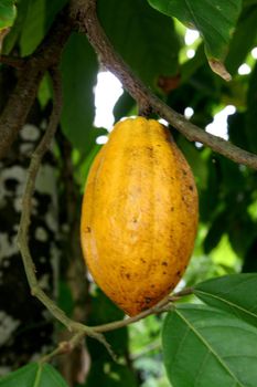 ilheus, bahia / brazil - november 22, 2010: cocoa plantation in the city of Ilheus.