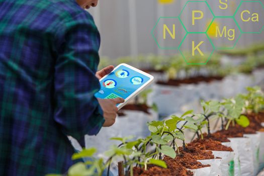 Smart farm, Farmer using tablet computer control the drip Irrigation system and minerals for plants in green house