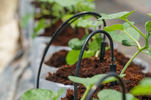 Drip Irrigation system in melon farm