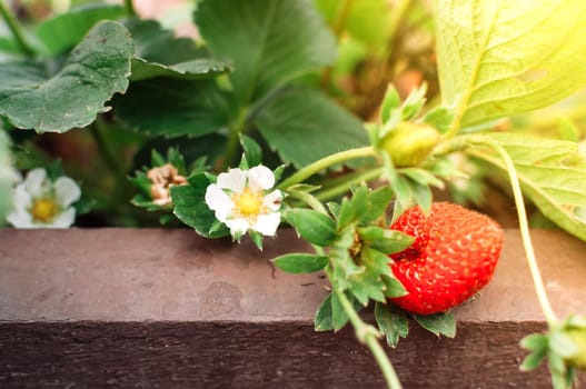 Close up ripe strawberries in a vegetable garden and new flowering berries with blurred background, soft focus. With copy space and warm bright sun. The concept of collecting ripe and ripe berries.