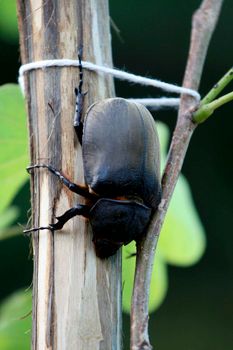 salvador, bahia / brazil - may 16, 2008: giant scarab beetle is seen in the city of Salvador.