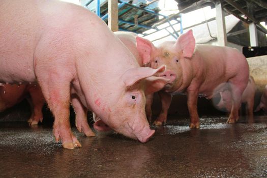 itabuna, bahia / brazil - june 15, 2012: Pig breeding farm in the city of Itabuna.