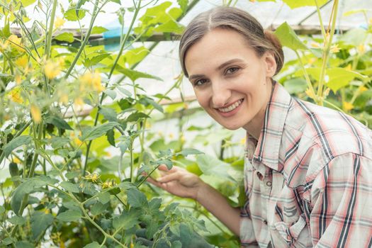 Woman working in garden green house at tomatoes