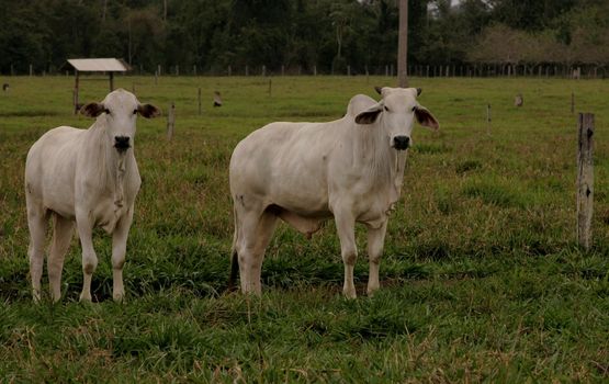 itabela, bahia / brazil - october 19, 2010: Nellore heifers are seen on a farm in the municipality of itabela.

