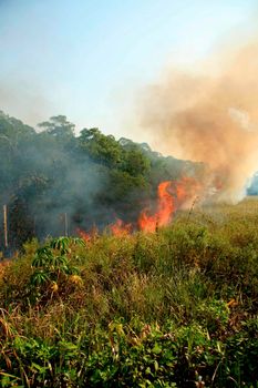 santa cruz cabralia - november 10, 2008: Fire destroys vegetation in environmental protection area is seen in Santo Andre district.