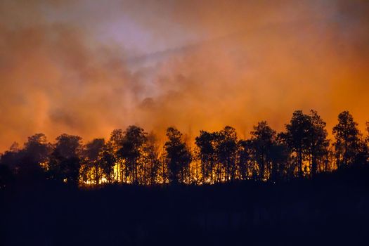 Rain forest fire disaster is burning caused by humans