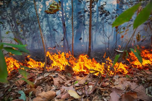 Rain forest fire disaster is burning caused by humans