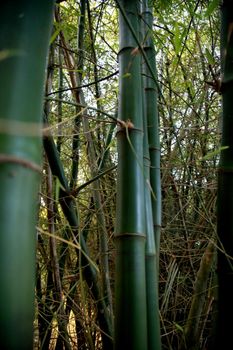 mata de sao joao, bahia / brazil - september 23, 2020: bamboos are seen at the entrance to the district of Sauipe in the municipality of Mata de Sao Joao.
