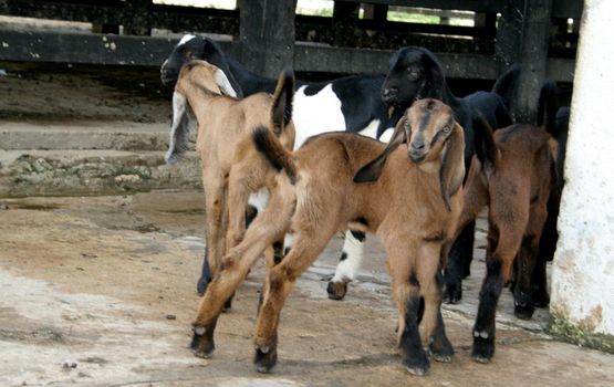 conde, bahia / brazil - may 13, 2007: goats are seen on a farm in the city of Conde.

