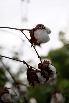 mata de sao joao, bahia / brazil - october 20, 2020: cotton plantation on a farm in the rural area of the city of Mata de Sao Joao.