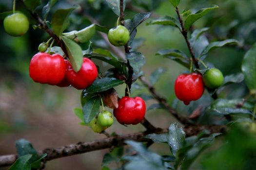 mata de sao joao, bahia / brazil - october 18, 2020: acerola fruit plantation on a farm in the rural area of the city of Mata de Sao Joao.