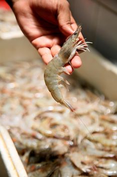 salvador, bahia, brazil - february 17, 2021: shrimp for sale in fish markets in the city of Salvador during the period of lent.