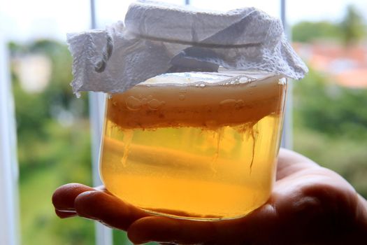 salvador, bahia / brazil - september 20, 2020: pot of scoby kombucha fermentation in phase 1, is seen in the city of Salvador.