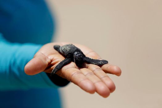 salvador, bahia / brazil - october 12, 2019: person holding baby turtle dead due to oil spill contamination at Ipitanga beach, in Lauro de Freitas.

