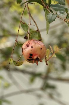 salvador, bahia / brazil - october 28, 2013: Pomegranate fruit seen in plantation in the city of Salvador.
  


