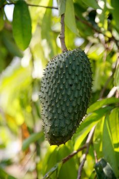 soursop plantation in the countryside in the rural area of Mata de Sao Joao (mata de sao joao, bahia / brazil - october 11, 2020).