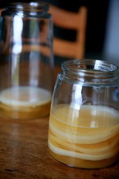 salvador, bahia / brazil - september 20, 2020: pot of scoby kombucha fermentation in phase 1, is seen in the city of Salvador.
