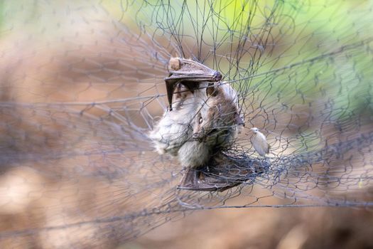 Bats, the source of so many viruses, could be the origin of Wuhan coronavirus.