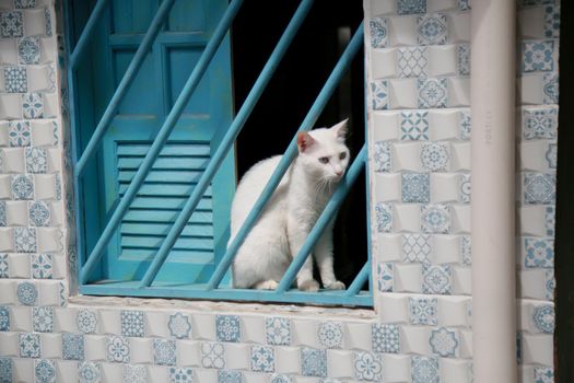 mata de sao joao, bahia / brazil - october 20, 2020: domestic cat is seen next to a window grill in Praia do Forte district in the city of Mata de Sao Joao.
