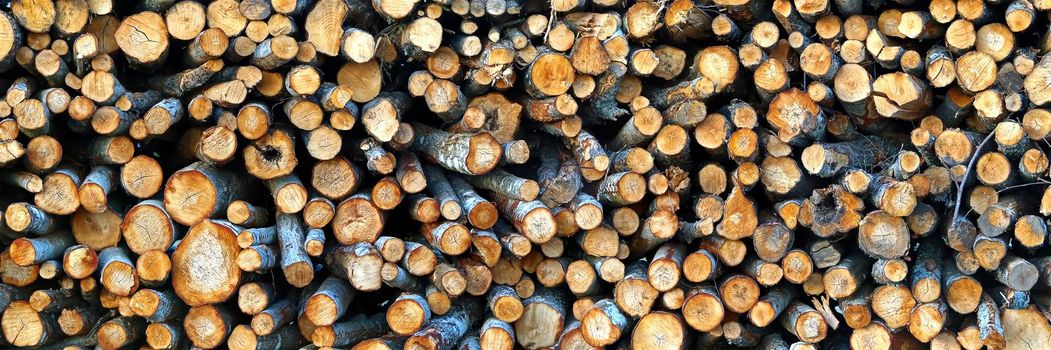 Logging industry. cut trees are stacked. logs before sawing into boards. tree cut panorama, banner