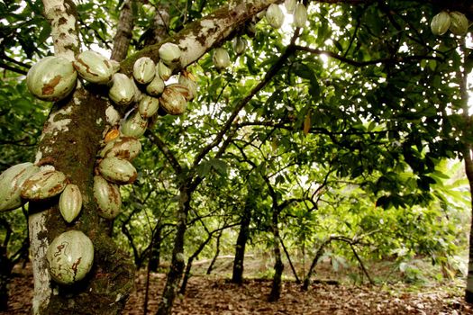 ilheus, bahia / brazil - august 18, 2010: cocoa plantation on a farm in the city of Ilheus, in southern Bahia.